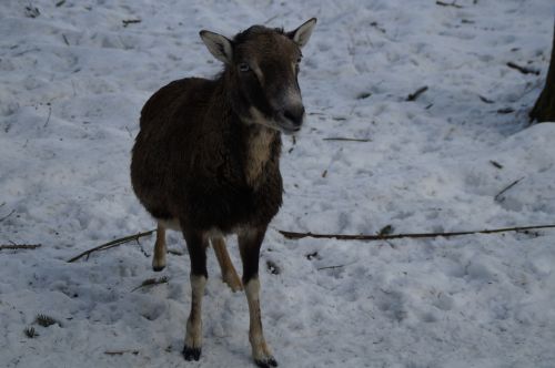 sheep mouflon winter