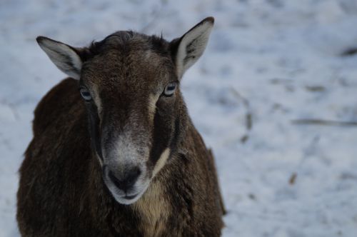 sheep mouflon winter