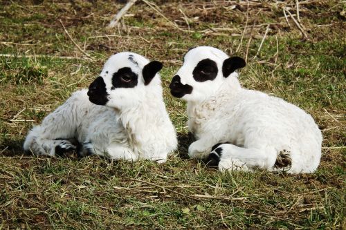 sheep lamb lambs