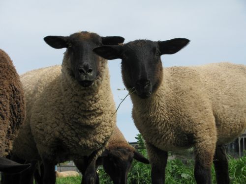 sheep grazing wool