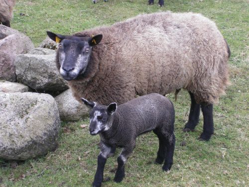 sheep mammal lamb