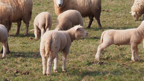 sheep lambs lamb