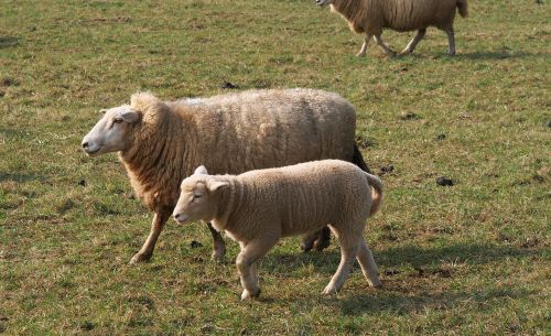 sheep mother sheep lamb