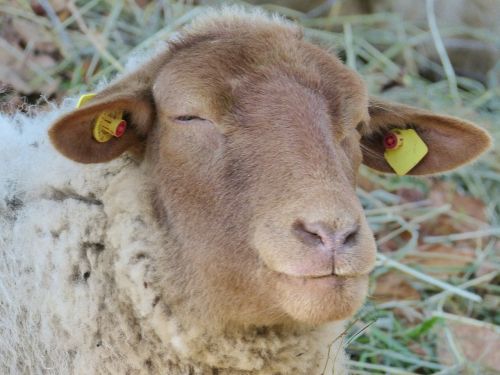 sheep sheepshead eyes