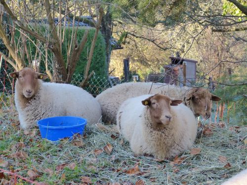 sheep flock pasture