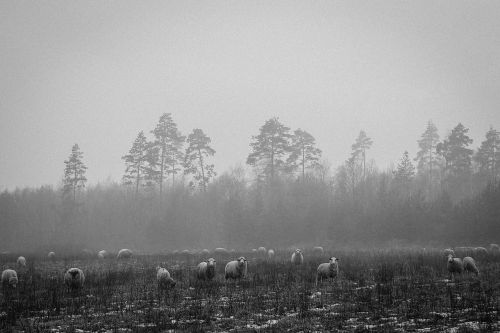 sheep animals fields