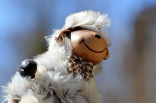 sheep cute funny
