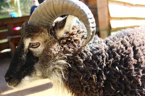 sheep horns wool