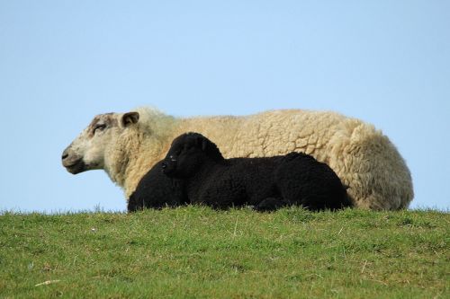 sheep lamb black and white