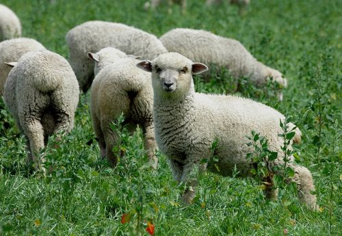 sheep new zealand grass