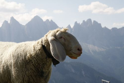 sheep mountains wool