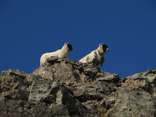 sheep mountain sky