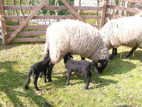 sheep black lambs easter