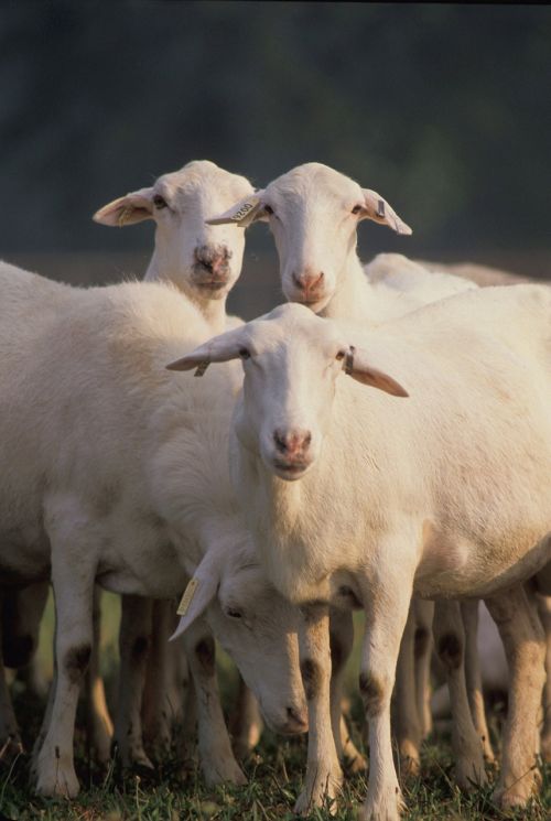 sheep flock livestock
