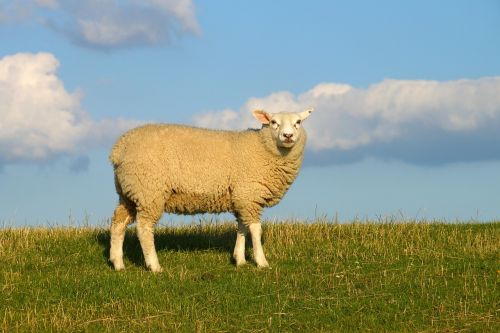 sheep dike sky