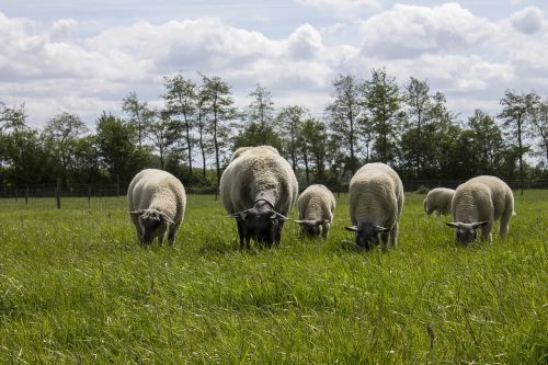 sheep landscape netherlands