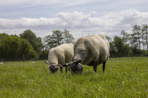 sheep landscape netherlands