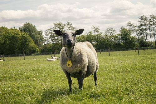 sheep landscape netherlands