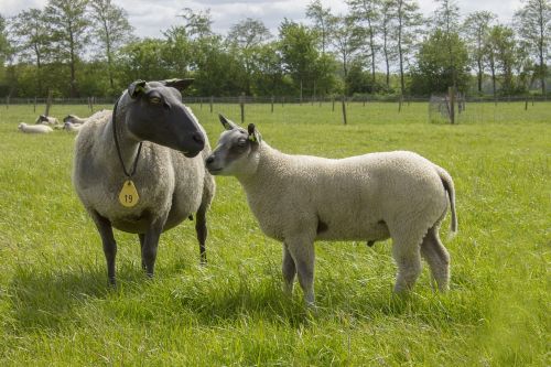 sheep landscape netherlands