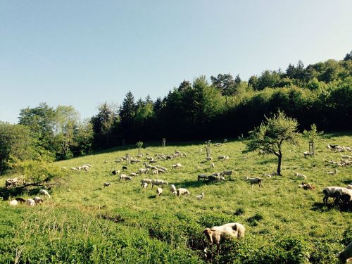 sheep field meadow