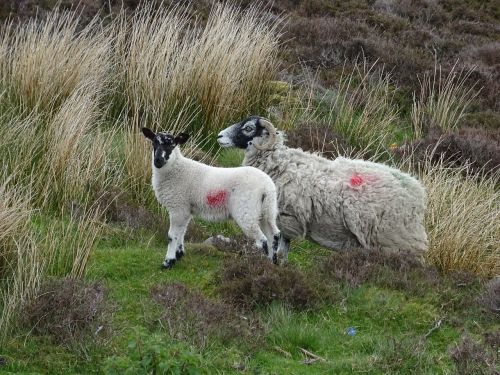 sheep ewe lamb