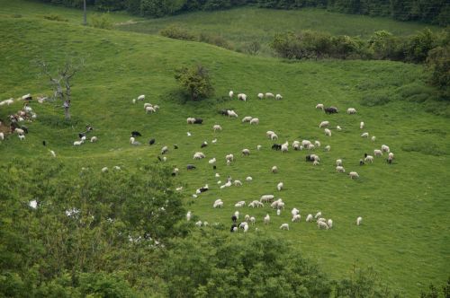 sheep graze pasture
