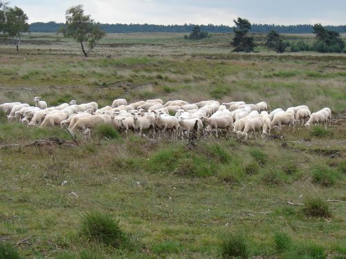 sheep herd heideveld