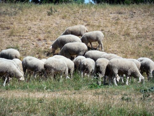 sheep flock flock of sheep
