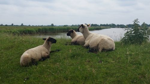 sheep east frisia lake