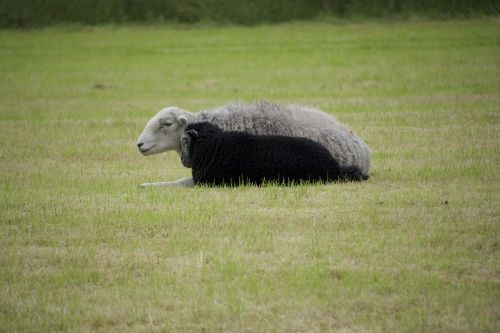 sheep black white