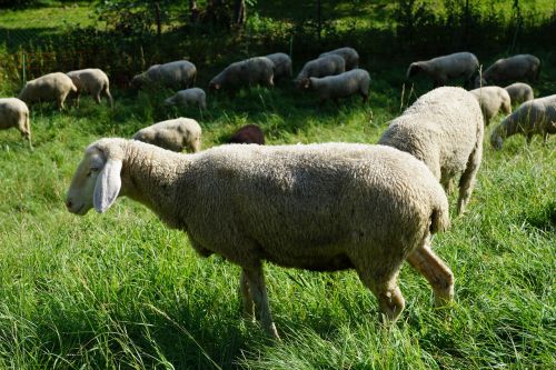 sheep pasture meadow