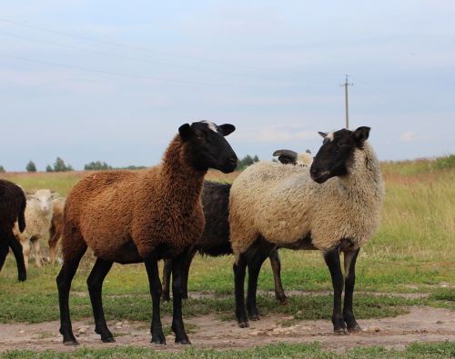 sheep animals baran