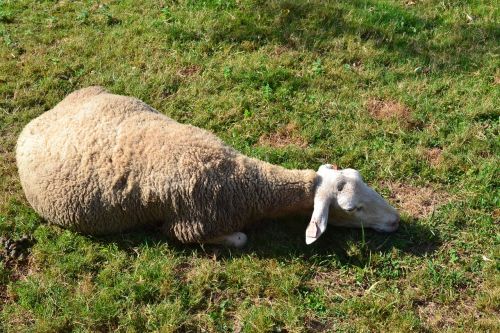 sheep recumbent sheep rest
