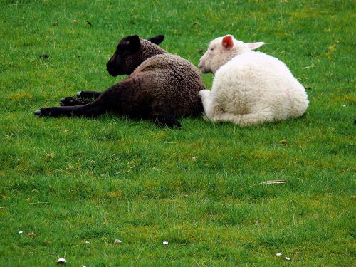 sheep fur grass