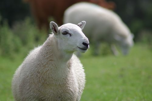 sheep ewe wool