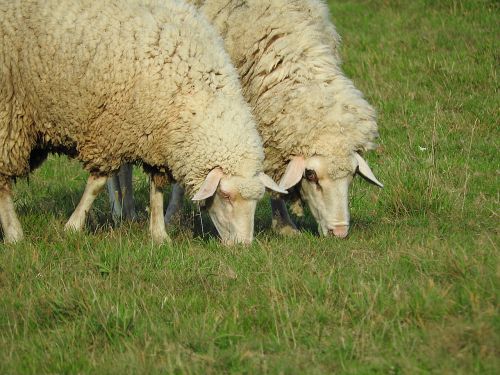 sheep livestock graze
