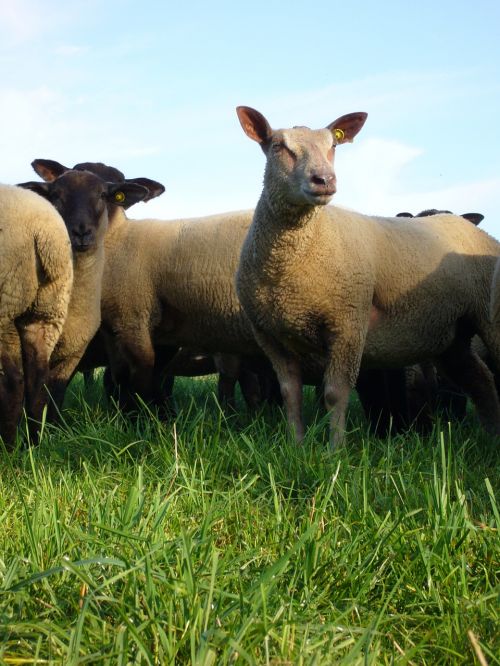 sheep animal field