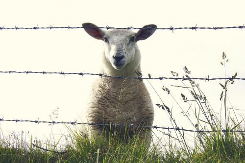 sheep ireland animal