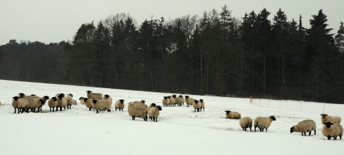 sheep winter pasture