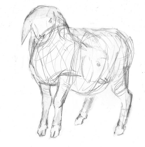 sheep lamb sketch