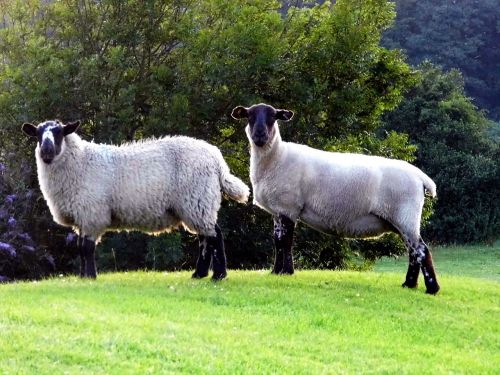 sheep wales livestock