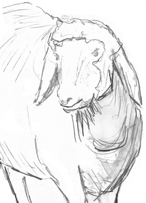 sheep lamb sketch