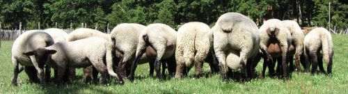 sheep green grass