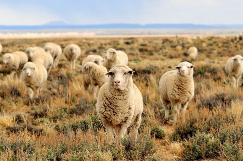 sheep herd grazing