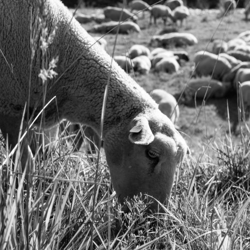 sheep graze eat