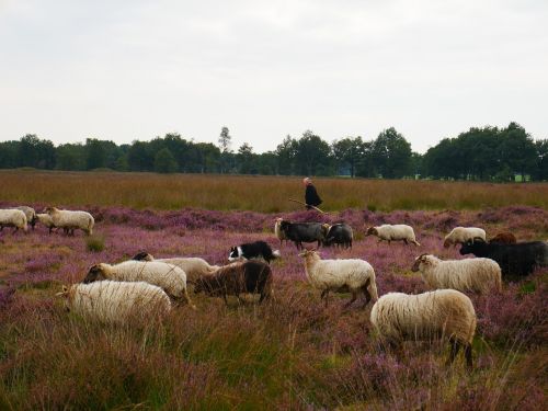 sheep shepherd lamb