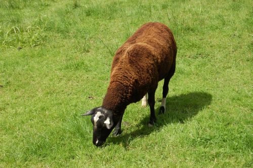 sheep wool grass