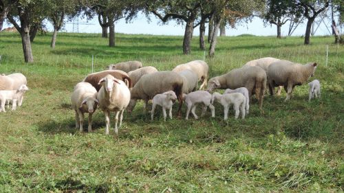 sheep flock of sheep pasture