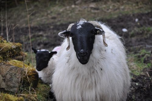 sheep lamb ireland