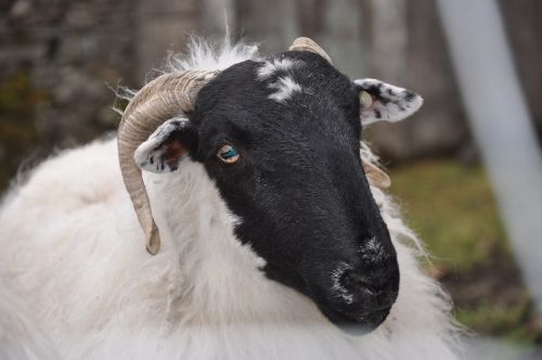 sheep ireland ewe